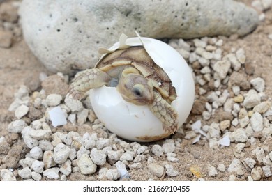 Africa Spurred Tortoise Being Born Tortoise Stock Photo 2166910455 ...