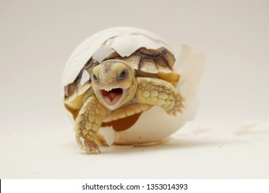 Africa spurred tortoise are born naturally,Tortoise Hatching from Egg,Cute portrait of baby tortoise hatching ,Birth of new life,Baby Tortoise in Natural Habitat                              