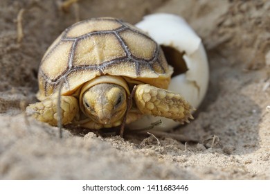 Close Baby Tortoise Hatching African Spurred Stock Photo (Edit Now ...