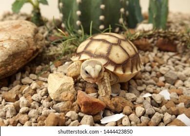 Africa Spurred Tortoise Born Naturallytortoise Hatching Stock Photo ...