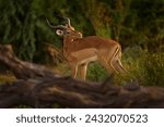 Africa sunset. Antelope in the grass savannah, Okavango South Africa. Impala in golden grass. Beautiful impala in the grass with evening sun. Animal in the nature habitat. 