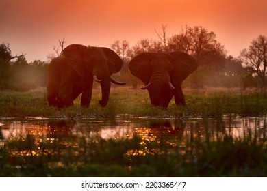 Africa sunset, elephant in the water, river Khwai, Moremi reserve in Botswana.  Big animal in the old forest. evening light, sun set. Magic wildlife scene in nature.  Two elephants. - Shutterstock ID 2203365447