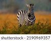 savanna zebras