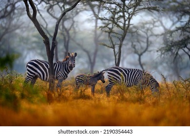 Africa Sunset. Plains Zebra, Equus Quagga, In The Grassy Nature Habitat With Evening Light In Lake Mburo NP In Uganda. Sunset In Savanah. Animals With Big Trees.