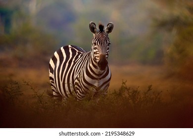 Africa Sunset. Plains Zebra, Equus Quagga, In The Grassy Nature Habitat With Evening Light In Lake Mburo NP In Uganda. Sunset In Savanah. Animals With Big Trees.