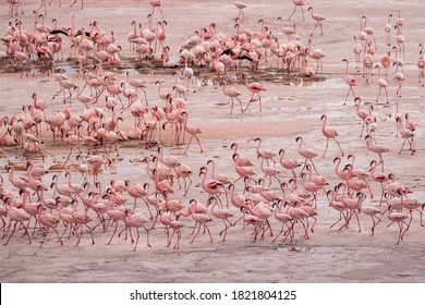 Africa, Tanzania, Aerial view of vast flock of Lesser Flamingos (Phoenicoparrus minor) nesting in shallow salt waters of Lake Natron - Powered by Shutterstock