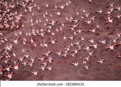 Africa, Tanzania, Aerial view of vast flock of Lesser Flamingos (Phoenicoparrus minor) walking through nesting grounds in shallow salt waters of Lake Natron - Powered by Shutterstock