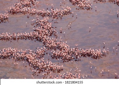 Africa, Tanzania, Aerial view of vast flock of Lesser Flamingos (Phoenicoparrus minor) nesting in shallow salt waters of Lake Natron - Powered by Shutterstock