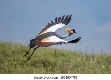 Africa, Tanzania, Ngorongoro Conservation Area, Grey Crowned Crane (Balearica regulorum) spreads wings to take off in flight in Ngorongoro Crater