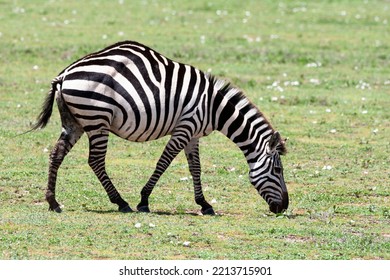 Africa, Tanzania. Portrait Of A Zebra With A Spinal Deformity.