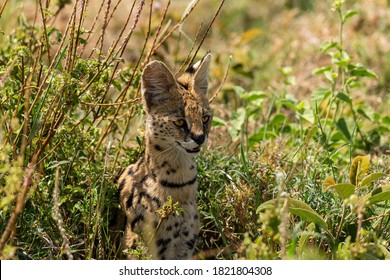 Africa, Tanzania, Serengeti National Park. Serval Cat In Grass.