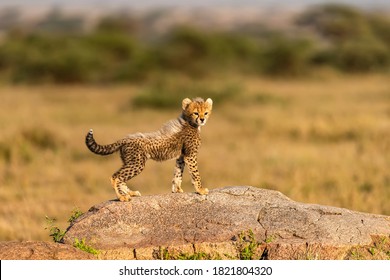 Guepard Images Photos Et Images Vectorielles De Stock Shutterstock