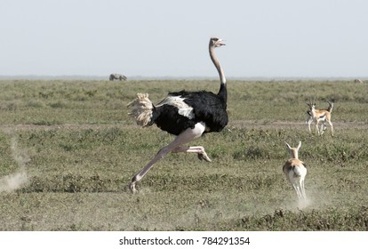 Africa, Tanzania Serengeti National Park, ostrich running.