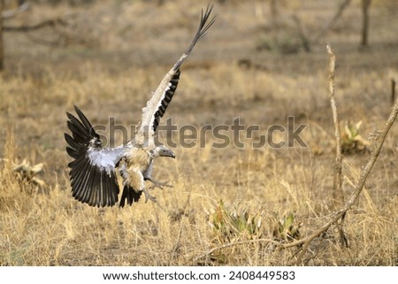 Africa, vulture, steppe, evening light, animals, hunting, bird landing