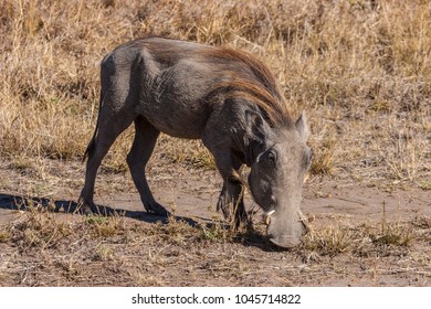 Africa. A warthog is eating grass. Safari in Africa. Warthogs are looking for food. Kenya. Travel to Kenya.