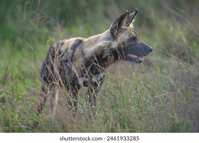 Africa wild dog standing and looking out from tall grass - Powered by Shutterstock