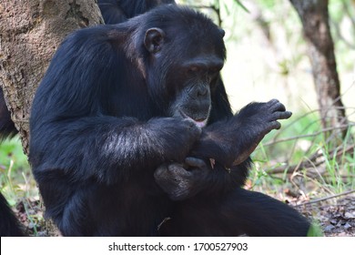 322 Chimps tanzania Images, Stock Photos & Vectors | Shutterstock