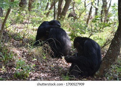 322 Chimps tanzania Images, Stock Photos & Vectors | Shutterstock