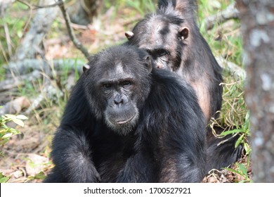 322 Chimps tanzania Images, Stock Photos & Vectors | Shutterstock