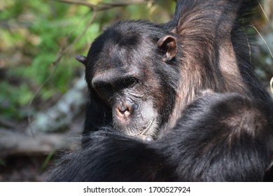 322 Chimps tanzania Images, Stock Photos & Vectors | Shutterstock