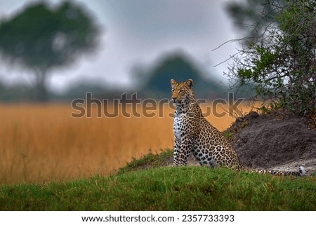 Africa wildlife. Guard leopard, Panthera pardus shortidgei, nature habitat, big wild cat in the nature habitat, sunny day on the savannah, Okavango delta Botswana. Wildlife nature.