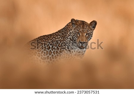 Africa wildlife. Leopard, Panthera pardus shortidgei, nature habitat, big wild cat in the nature habitat, sunny day on the savannah, Okavango delta Botswana. Wildlife nature. Leopard hidden in grass.