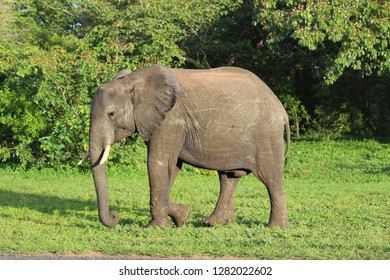 Africa Wildlife Nature animal elephant