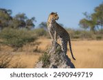 Africa wildlife. Panthera leopard, Panthera pardus, levhart, predator native Africa, Botswana. Wildlife, typical environment of leopard subspecies. On the rock. National park Moremi, Okavango, Kwai.
