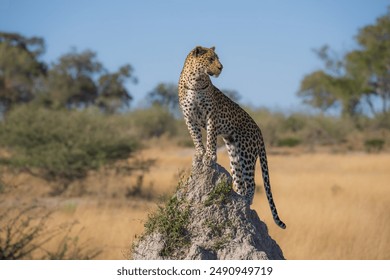 Africa wildlife. Panthera leopard, Panthera pardus, levhart, predator native Africa, Botswana. Wildlife, typical environment of leopard subspecies. On the rock. National park Moremi, Okavango, Kwai.
