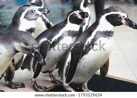 African adorable penguin or Spheniscus demersus also known as the jackass penguin and black-footed penguin. which stay in African.
