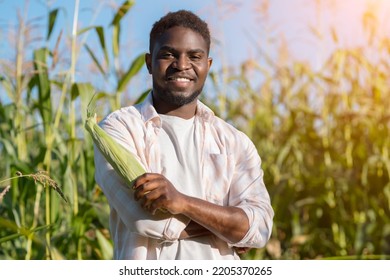 African American Agriculturist Holds Corncob Standing On Farm Field, Sunlight