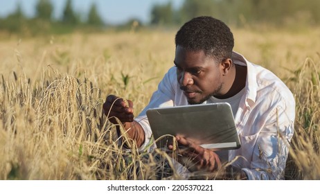 African American Agronomist Examines Ripe Ears Of Wheat Typing Research In Report On Countryside Field. Black Farmer Looks At Tablet Searching For Data