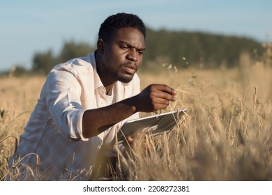 African American agronomist examines ripe ears of wheat typing research in report on countryside field. Black farmer looks at tablet searching for data - Shutterstock ID 2208272381