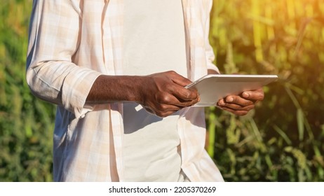 African American Agronomist Searches Data About Corns Via White Tablet. Black Farmer Types Information About Harvest On Rustic Plantation, Sunlight