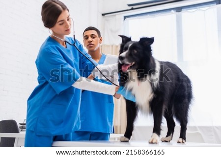African american doctor holding digital tablet near blurred colleague examining border collie in clinic