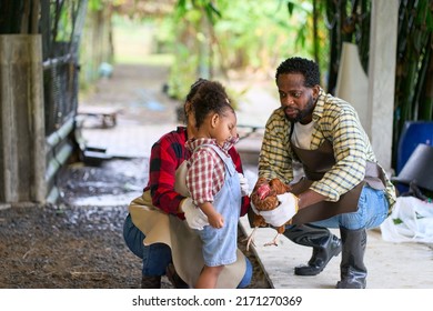 African American Family Enjoy Feeding The Chicken In The Farm. Father , Mother And Daughter Spend Time Together At Chicken Organic Farm.