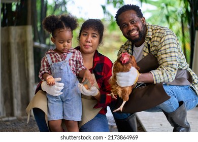 African American Family Enjoy Feeding The Chicken In The Farm And Eggs . Father , Mother And Daughter Spend Time Together At Chicken Organic Farm.