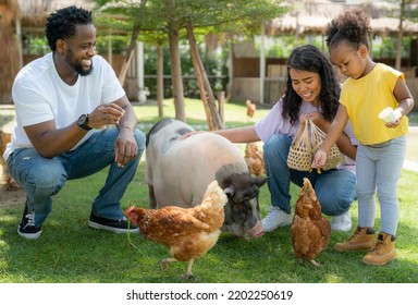 African American Family Go To Travel In Animal Farm In Thailand, Baby Girl Feed  The Animal With Her Family In The Zoo