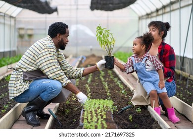 African American Family Are Working With Seeding Greenhouse In Organic Farm , Health And Wellbeing Life Concept