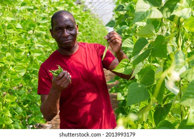 African American Farm Owner Picks Ripe Beans In A Greenhouse