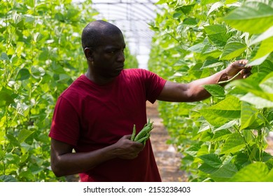 African American Farm Owner Picks Ripe Beans In A Greenhouse