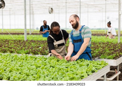 African american farmer and caucasian man doing quality control for bio lettuce crop happy with results in organic greenhouse farm. Diverse people inspecting green leaves for pests before harvesting - Powered by Shutterstock