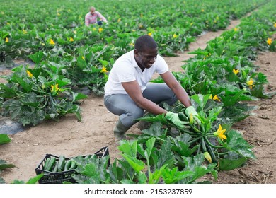 African American Farmer Collect Harvest Zucchini On The Field