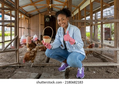 African American farmer is collecting organic eggs from hen house coop which using free range technique concept - Powered by Shutterstock