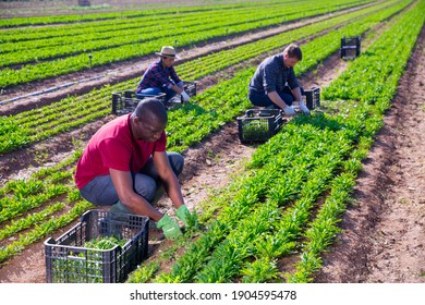 African american farmer collects arugula with other workers