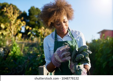 African American Female Gardener Inspecting Freshly Picked Kale From Urban Community Garden