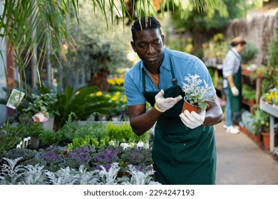 African american gardener works in the greenhouse of a flower shop, inspecting potted plants - Powered by Shutterstock