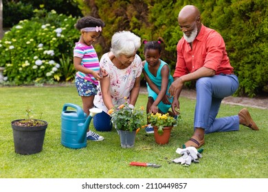 African american grandparents and grandchildren watering plants in garden. family, love and togetherness concept, unaltered. - Powered by Shutterstock