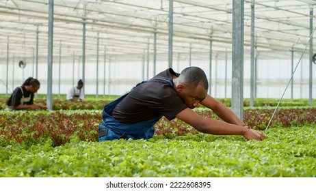 African American Greenhouse Worker Doing Quality Control For Vegetables Crops Grown With No Pesticicides Looking For Damaged Plants. Diverse Farm Workers In Bio Farm Plantation Doing Quality Control.