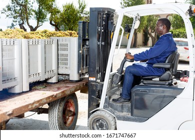 African American Male Driver Using Forklift For Unloading Boxes With Grapes At Winery Outdoor